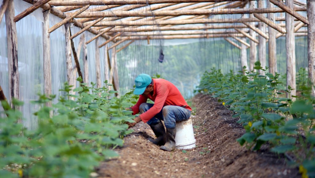This image has an empty alt attribute; its file name is cuba_bees_documentry-1024x580.jpg
